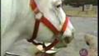 Meet Patches, The Convertible-Cruising, Burger-Eating Pet Horse